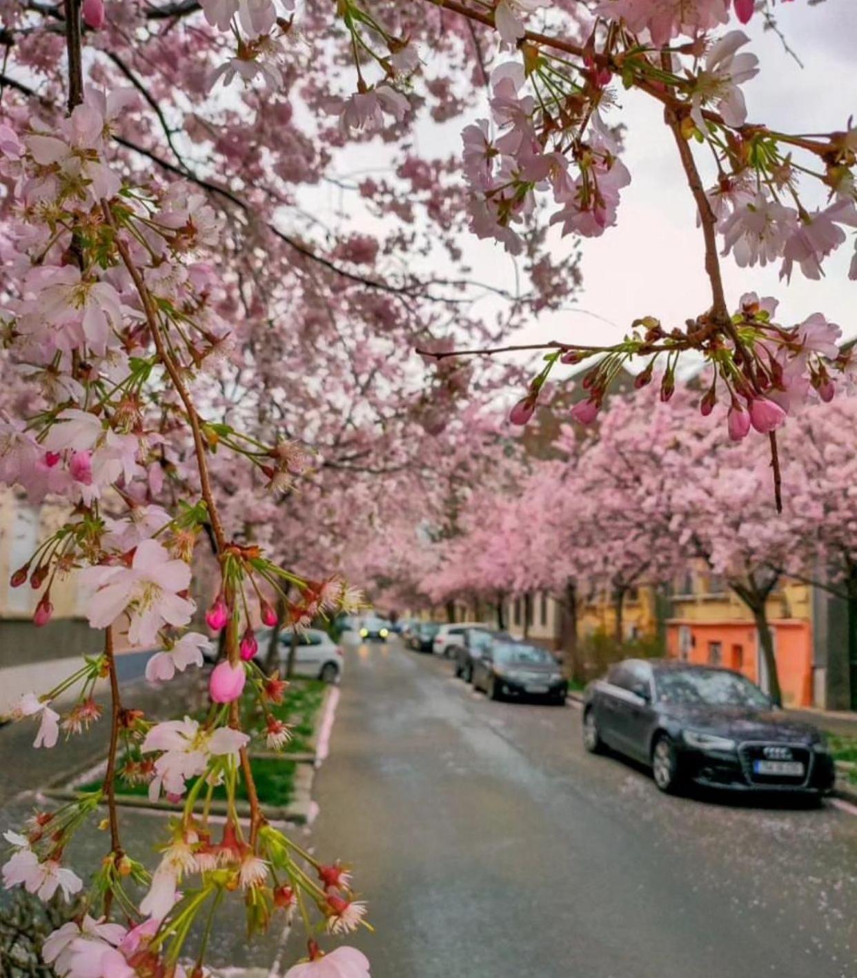 The Residence Of Silver Sky House Timisoara Luaran gambar